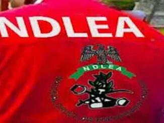 NDLEA dismantles drug ring packaging cannabis as cookies