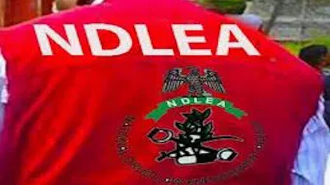 NDLEA dismantles drug ring packaging cannabis as cookies